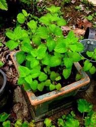 レモンバウム鉢植え.jpg