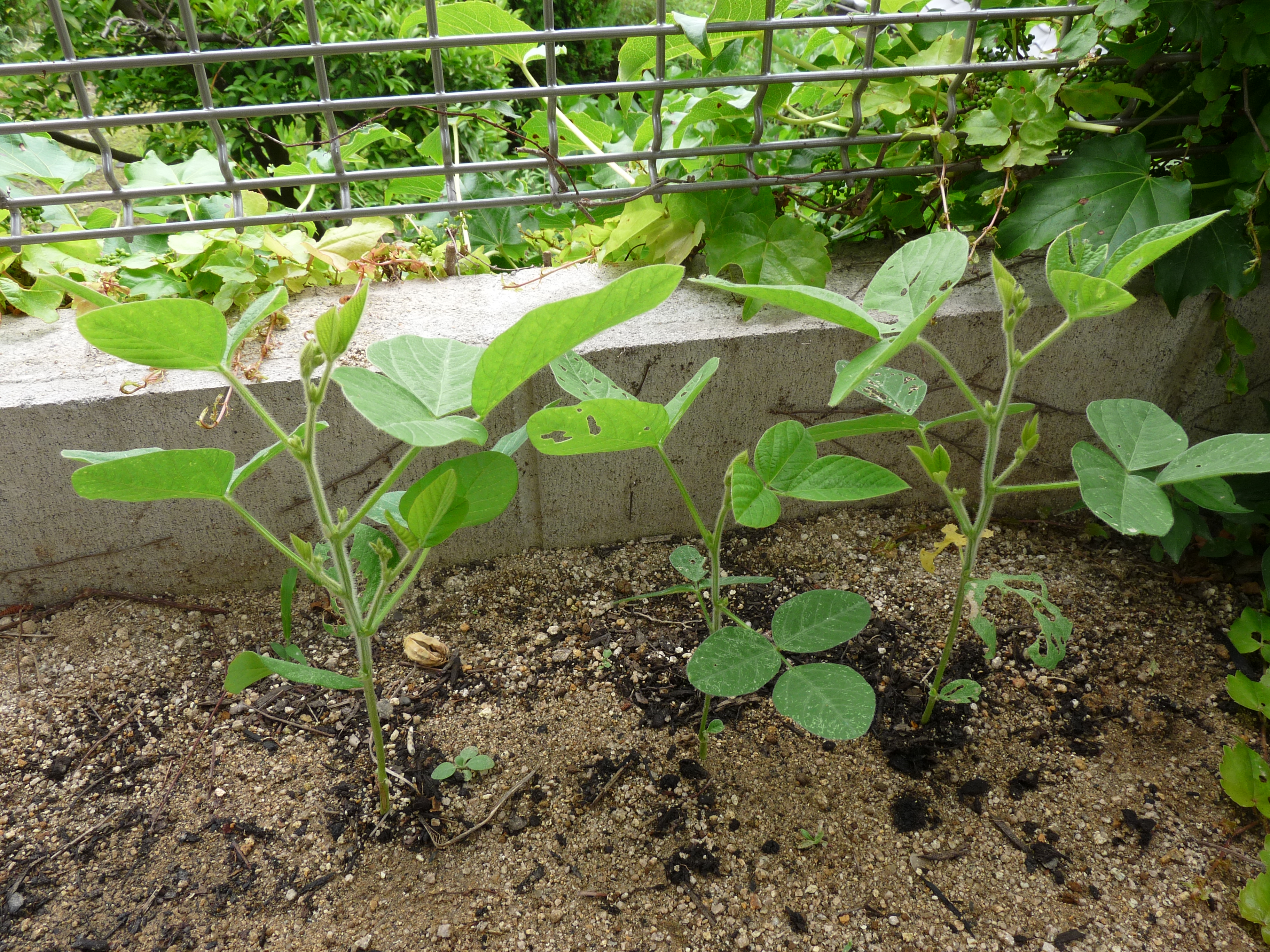 エダマメこれでいいの ハーブ 野菜 果物の育て方 極上ガーデニング